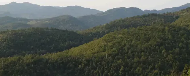 狸花猫多少钱一只