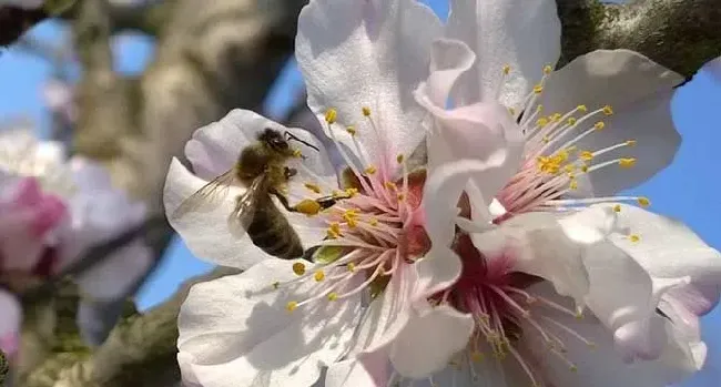 蜜蜂不酿蜜是什么原因？