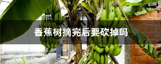 香蕉树摘完后要砍掉吗