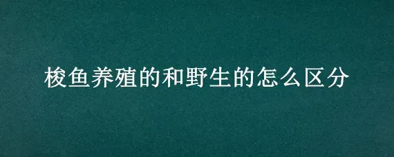 梭鱼养殖的和野生的怎么区分