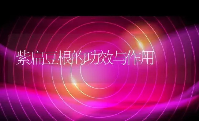 紫扁豆根的功效与作用 | 养殖资料投稿