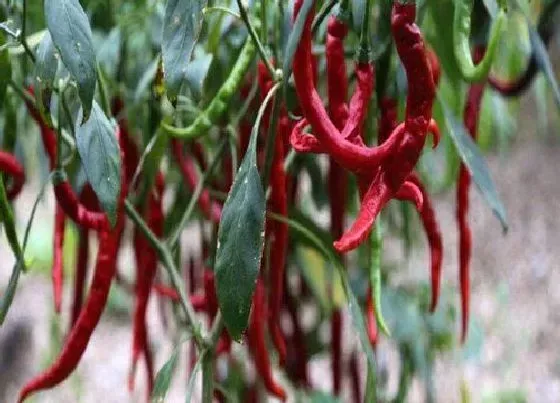 种植前景|牛角椒亩产量多少斤 一般一亩能产多少公斤
