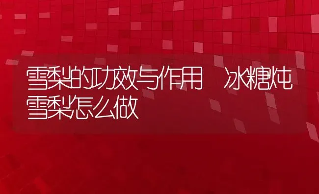 雪梨的功效与作用 冰糖炖雪梨怎么做 | 养殖资料投稿