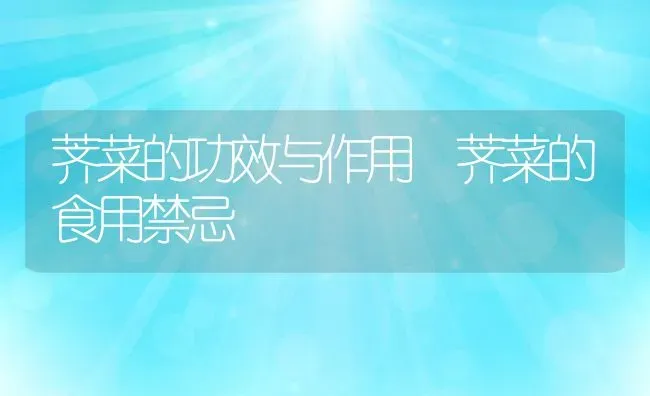 荠菜的功效与作用 荠菜的食用禁忌 | 养殖资料投稿