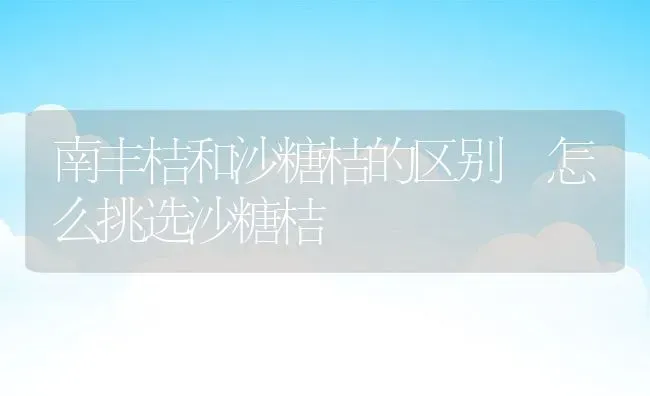 南丰桔和沙糖桔的区别 怎么挑选沙糖桔 | 养殖资料投稿