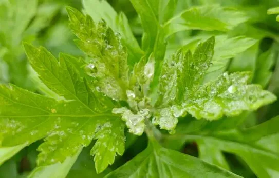 艾草能吃吗 艾草怎么吃？