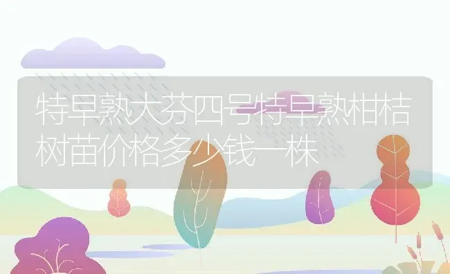 特早熟大芬四号特早熟柑桔树苗价格多少钱一株 | 养殖资讯