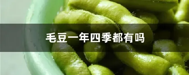 毛豆一年四季都有吗