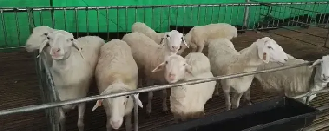 山羊养殖技术要点