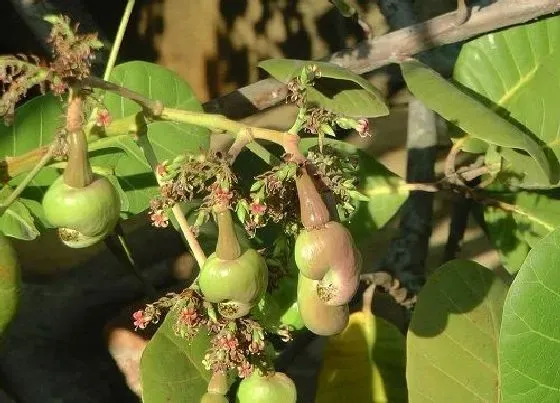 种植前景|腰果产量高吗 亩产量多少