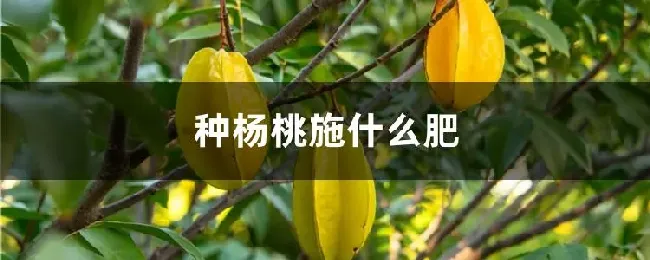 种杨桃施什么肥