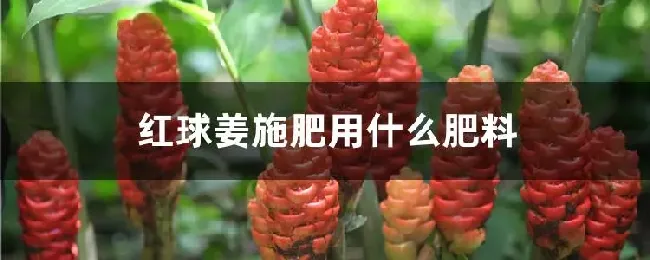 红球姜施肥用什么肥料