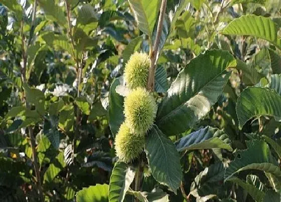 种植前景|板栗种植条件 对生长环境的要求