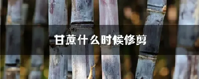 甘蔗什么时候修剪