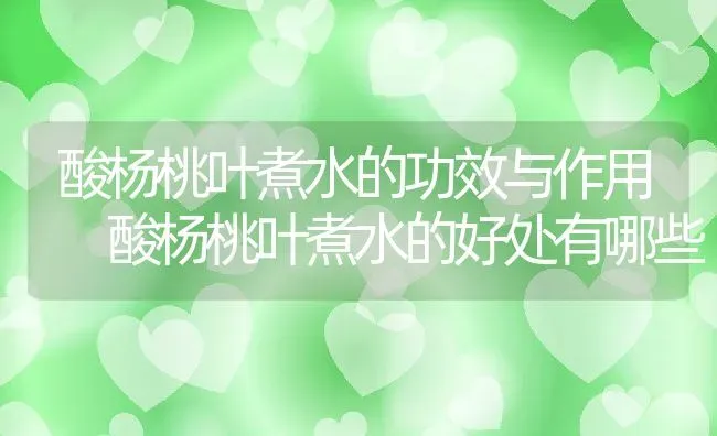 酸杨桃叶煮水的功效与作用 酸杨桃叶煮水的好处有哪些 | 养殖资料投稿