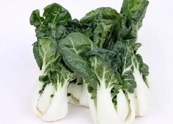 蔬菜|小白菜是什么菜