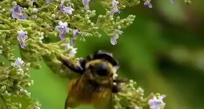 钻木头的黑蜂叫什么蜂