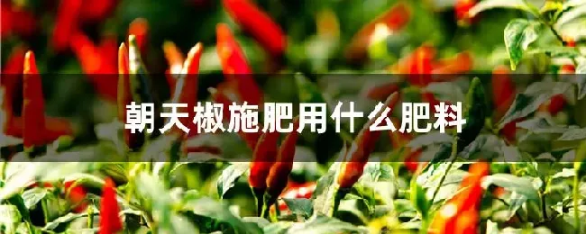 朝天椒施肥用什么肥料