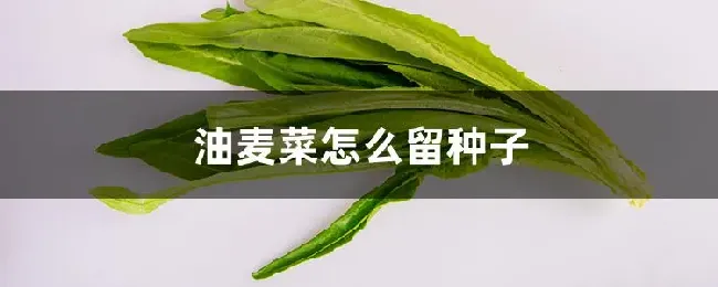 油麦菜怎么留种子