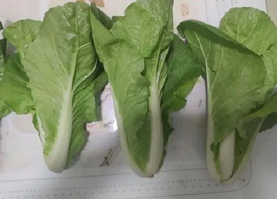 蔬菜|小白菜是什么菜