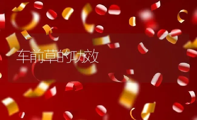 车前草的功效 | 养殖资料投稿