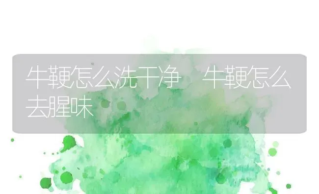 牛鞕怎么洗干净 牛鞕怎么去腥味 | 养殖资料投稿