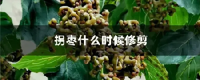 拐枣什么时候修剪