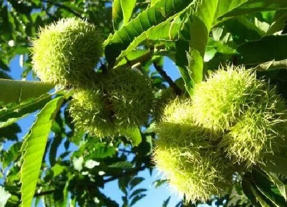 种植前景|板栗种植条件 对生长环境的要求