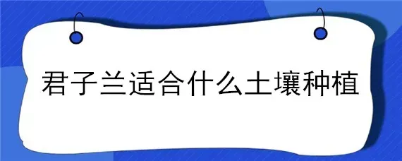 君子兰适合什么土壤种植