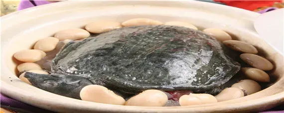 甲鱼王八鳖的区别