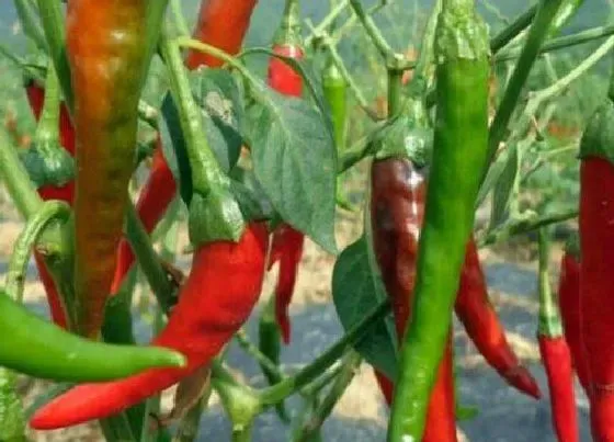 种植前景|牛角椒亩产量多少斤 一般一亩能产多少公斤