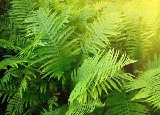 蔬菜|蕨菜是什么菜