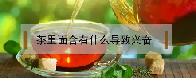 茶里面含有什么导致兴奋