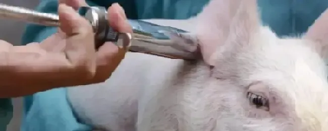 猪疫苗毒是什么小猪防疫程序表