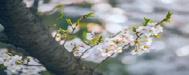 樱花是落叶还是常绿