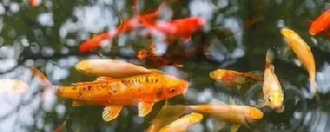 鱼缸养锦鲤能长多大