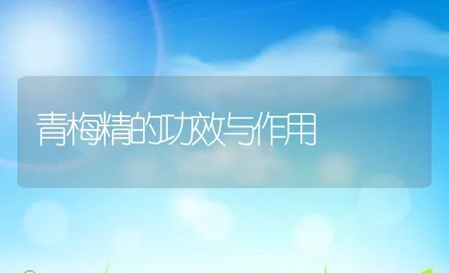 青梅精的功效与作用 | 养殖资料投稿