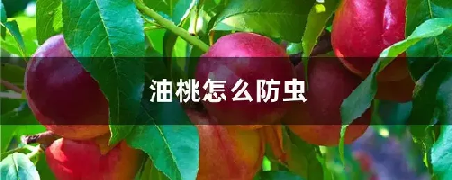 油桃怎么防虫