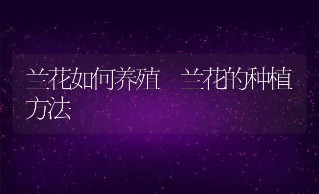 兰花如何养殖 兰花的种植方法 | 养殖资料投稿