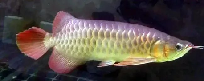 龙鱼能和什么鱼混养