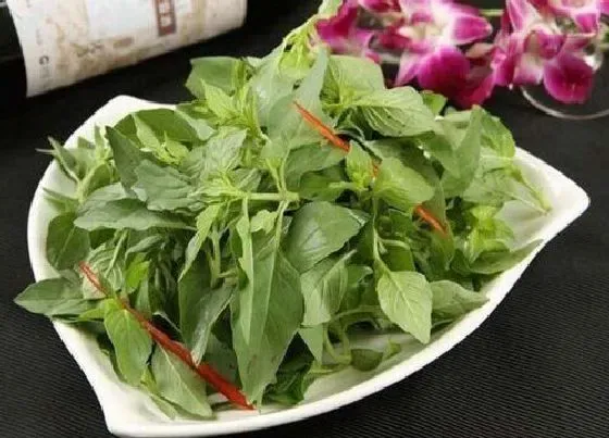 蔬菜|荆芥是什么菜