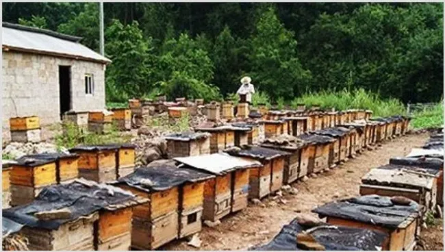 蜜蜂养殖赚钱吗 | 养殖项目前景