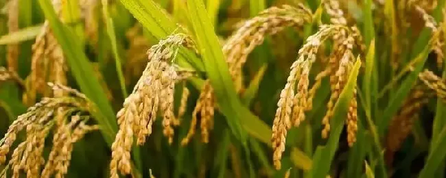 稻谷传播种子靠什么？
