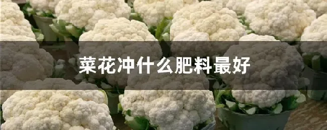 菜花冲什么肥料最好