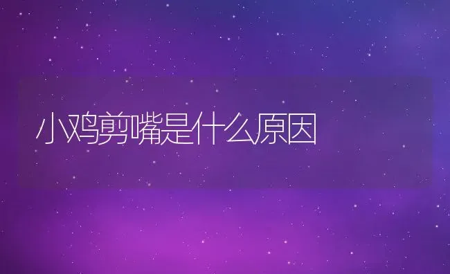 小鸡剪嘴是什么原因 | 养殖资讯