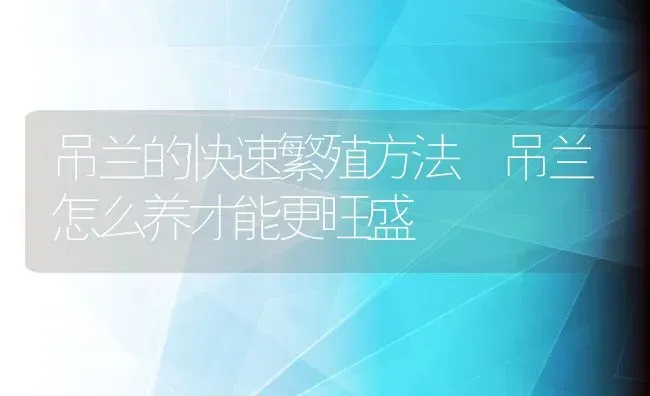 吊兰的快速繁殖方法 吊兰怎么养才能更旺盛 | 养殖资料投稿