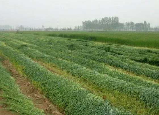 种植前景|牧草种子哪种产量高耐寒 适合北方种植的耐寒牧草品种