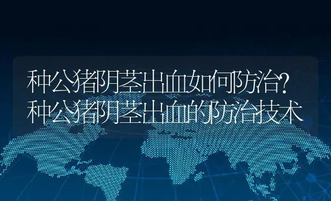 种公猪阴茎出血如何防治？种公猪阴茎出血的防治技术 | 养殖资讯