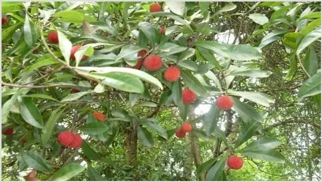 杨梅种植效益 | 农业养殖资讯