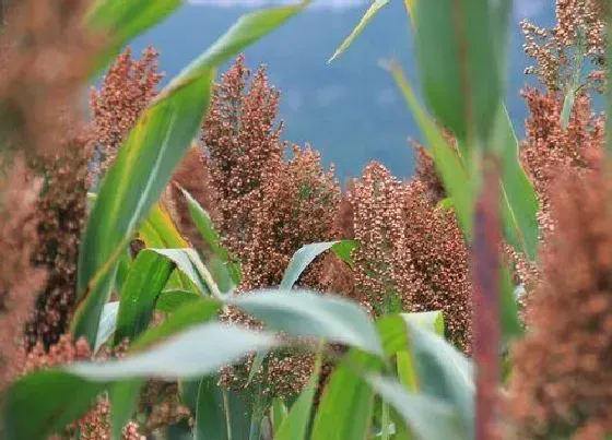 种植前景|2022年种什么农作物赚钱（农民种什么前景好不愁销路）